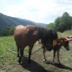 banjica sokobanja setnje i izleti